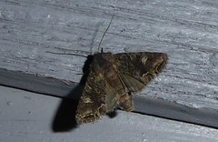 Ichneutica skelloni