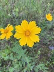 Coreopsis pubescens