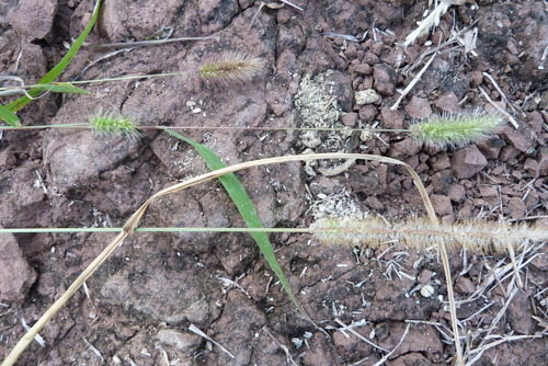 Green Bristle Grass