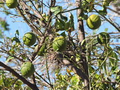 Citrus × aurantiifolia