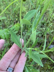 Coreopsis pubescens