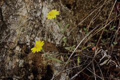 Layia septentrionalis