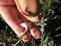 Rhopalomyia nucula