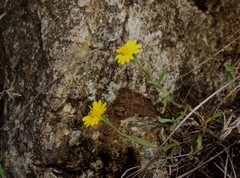 Layia septentrionalis