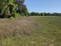 Juncus roemerianus