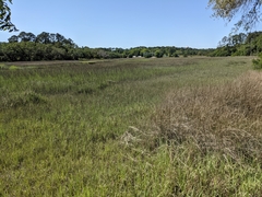 Juncus roemerianus