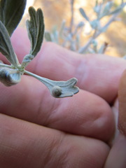 Rhopalomyia tumidibulla