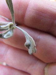 Rhopalomyia tumidibulla