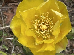 Opuntieae