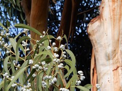 Eucalyptus globulus pseudoglobulus