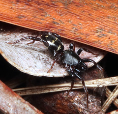 Nyssus