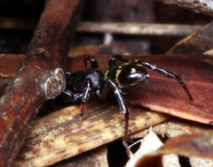 Nyssus