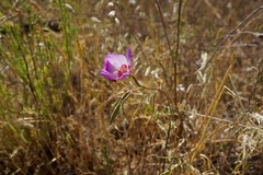 Clarkia gracilis tracyi