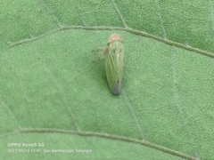 Cicadella