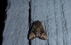 Ichneutica skelloni