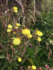 Calceolaria