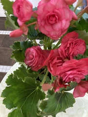 Begonia × hiemalis