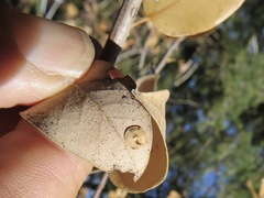 Paracraspis guadaloupensis