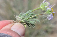 Erigeron poliospermus