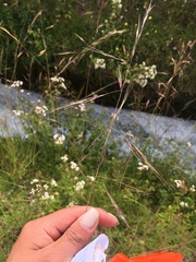 Brassicaceae