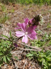 Sidalcea cusickii