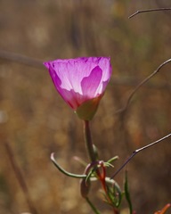 Clarkia gracilis tracyi