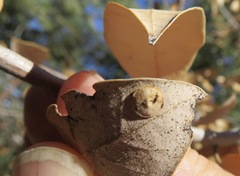 Paracraspis guadaloupensis