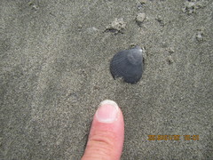 Talochlamys