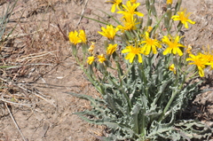 Crepis occidentalis