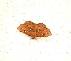 Cacographis osteolalis