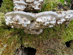 Agathomyia wankowiczii