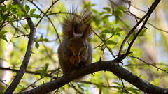 Sciurus vulgaris