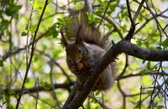 Sciurus vulgaris