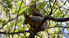 Sciurus vulgaris