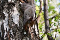 Sciurus vulgaris