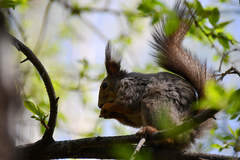 Sciurus vulgaris