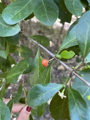Cyclophyllum coprosmoides coprosmoides