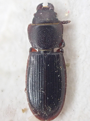 Tenebroides mauritanicus