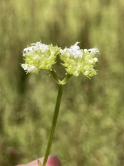 Valerianella umbilicata