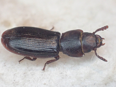 Tenebroides mauritanicus