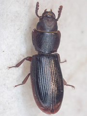 Tenebroides mauritanicus