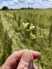 Valerianella umbilicata