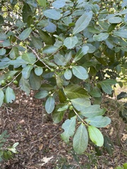 Cyclophyllum coprosmoides coprosmoides