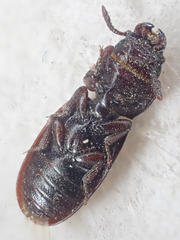 Tenebroides mauritanicus