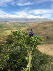 Monnina salicifolia