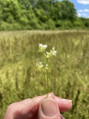 Valerianella umbilicata