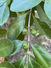 Cyclophyllum coprosmoides coprosmoides