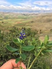 Monnina salicifolia