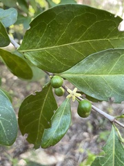 Cyclophyllum coprosmoides coprosmoides