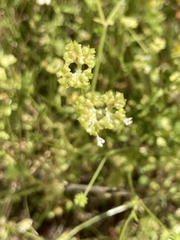 Valerianella umbilicata